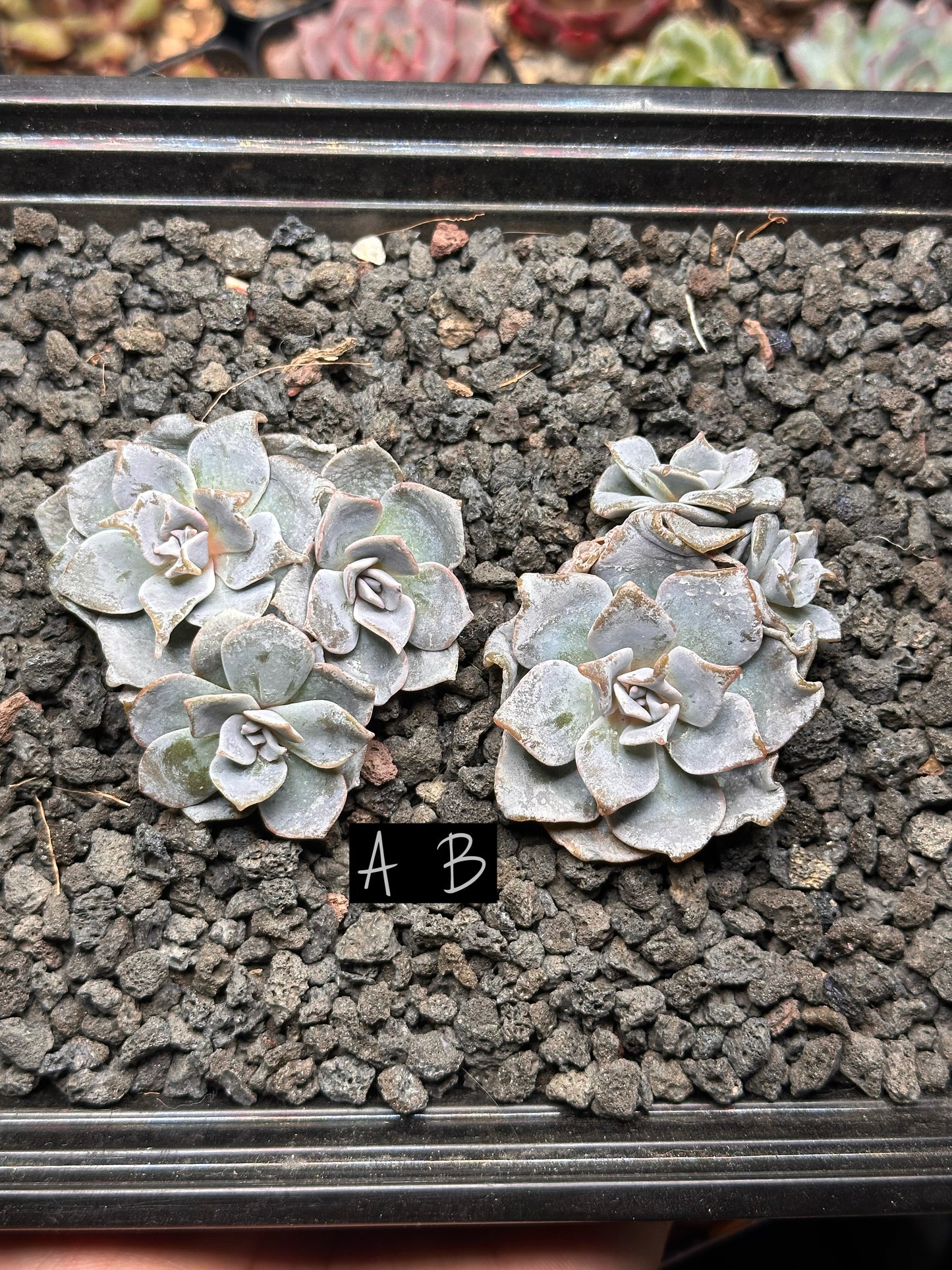 Echeveria ‘Crispy Bella'