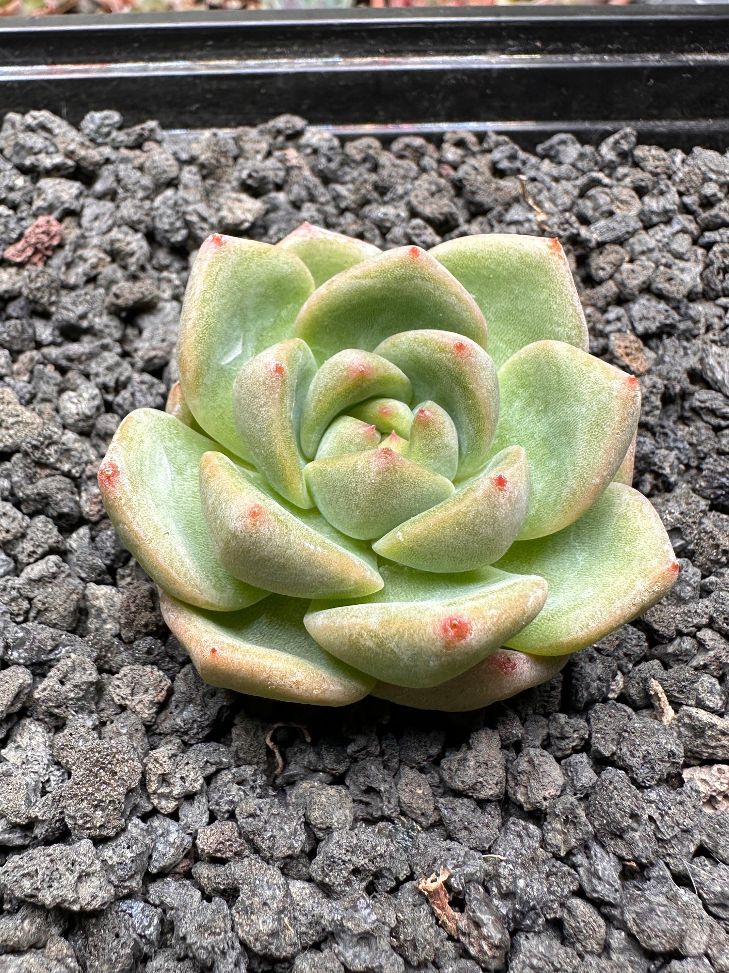Echeveria 'Ice Dark Green'