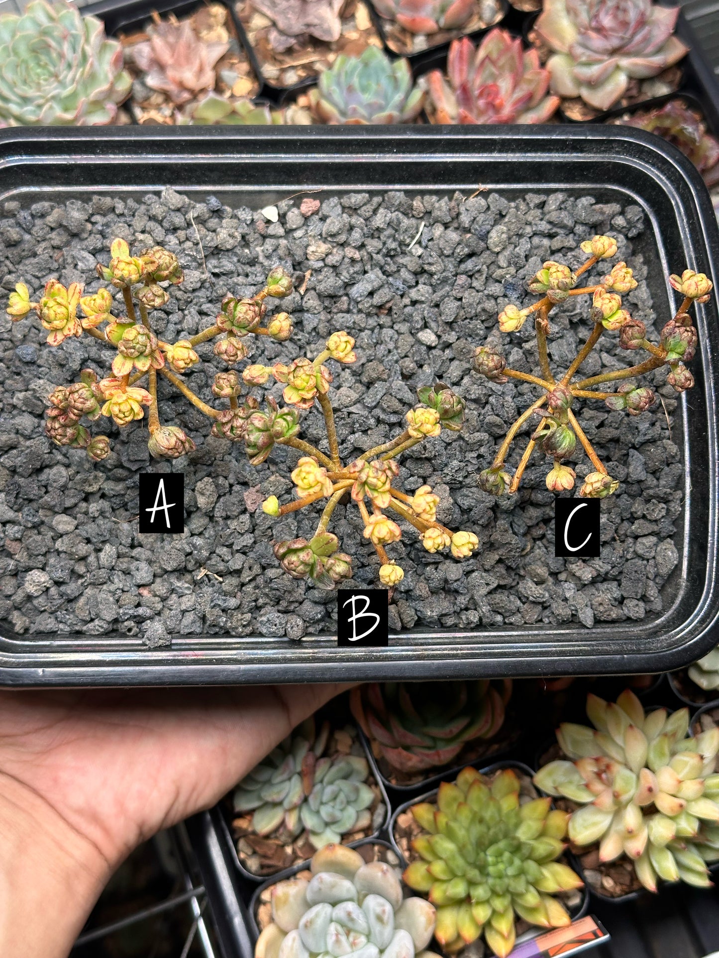 Aeonium arnoldii f. var