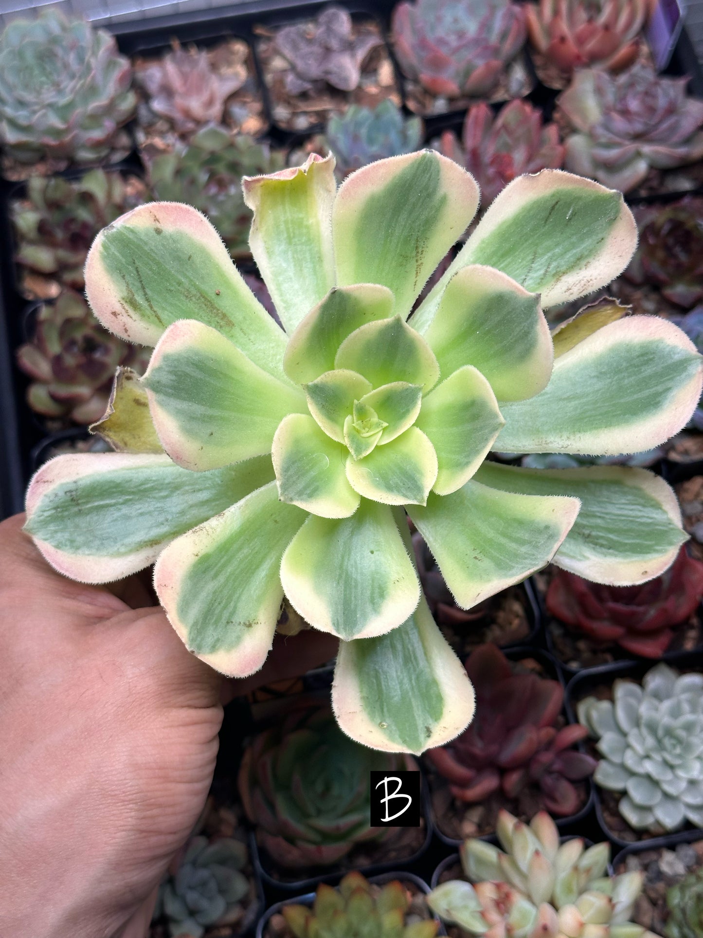 Aeonium 'Pink Witch'
