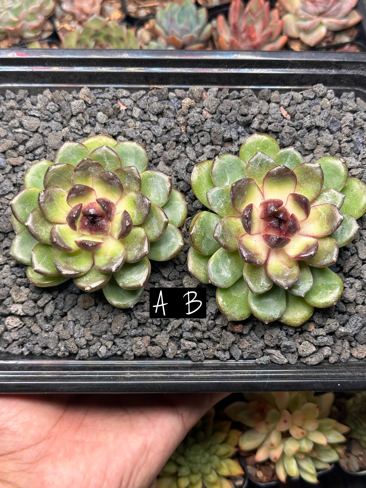 Echeveria 'Red Mars'