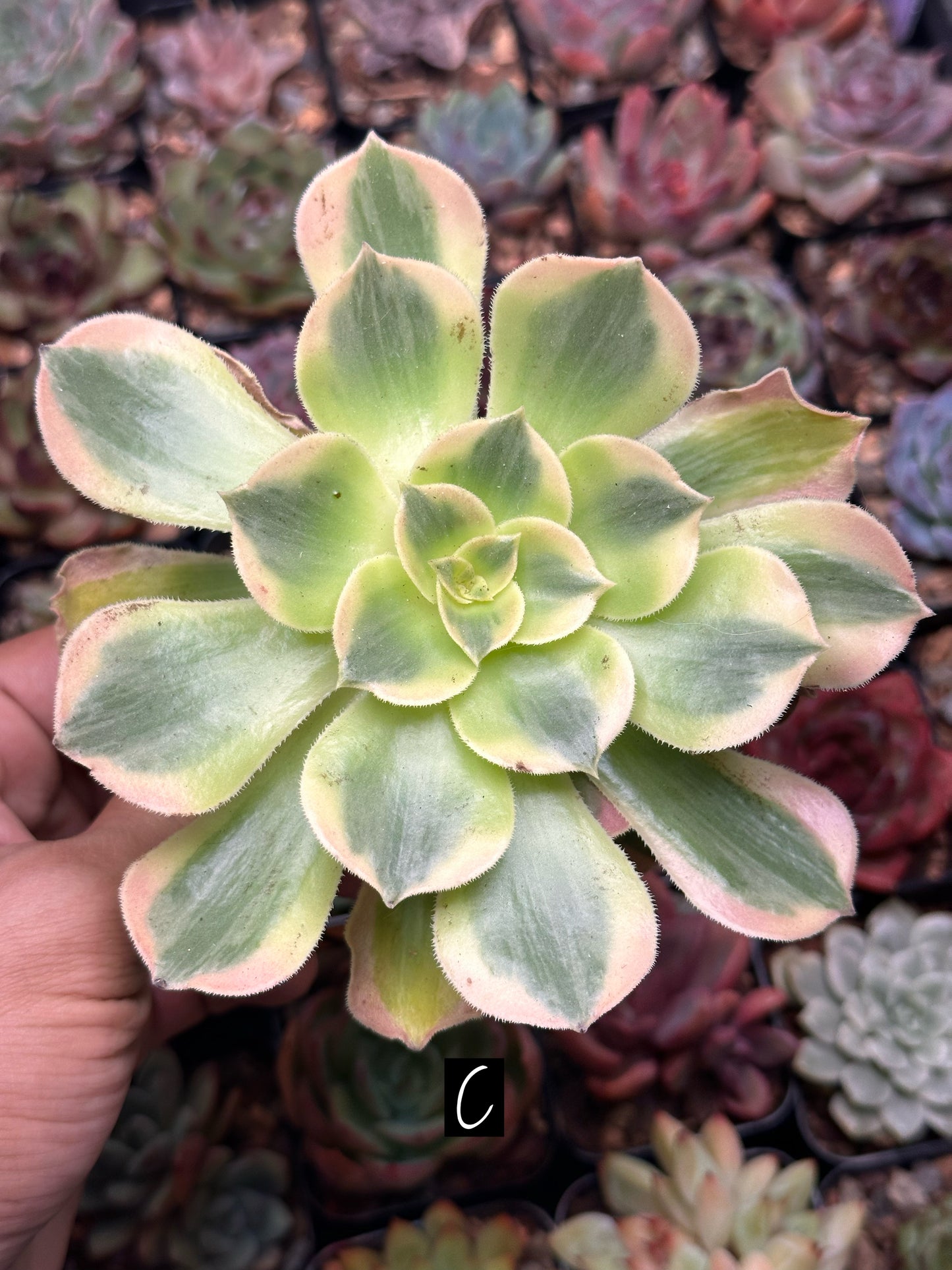 Aeonium 'Pink Witch'