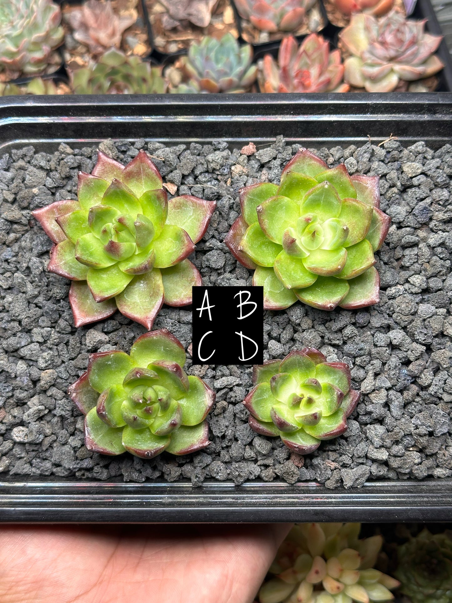 Echeveria 'Rubin Star'