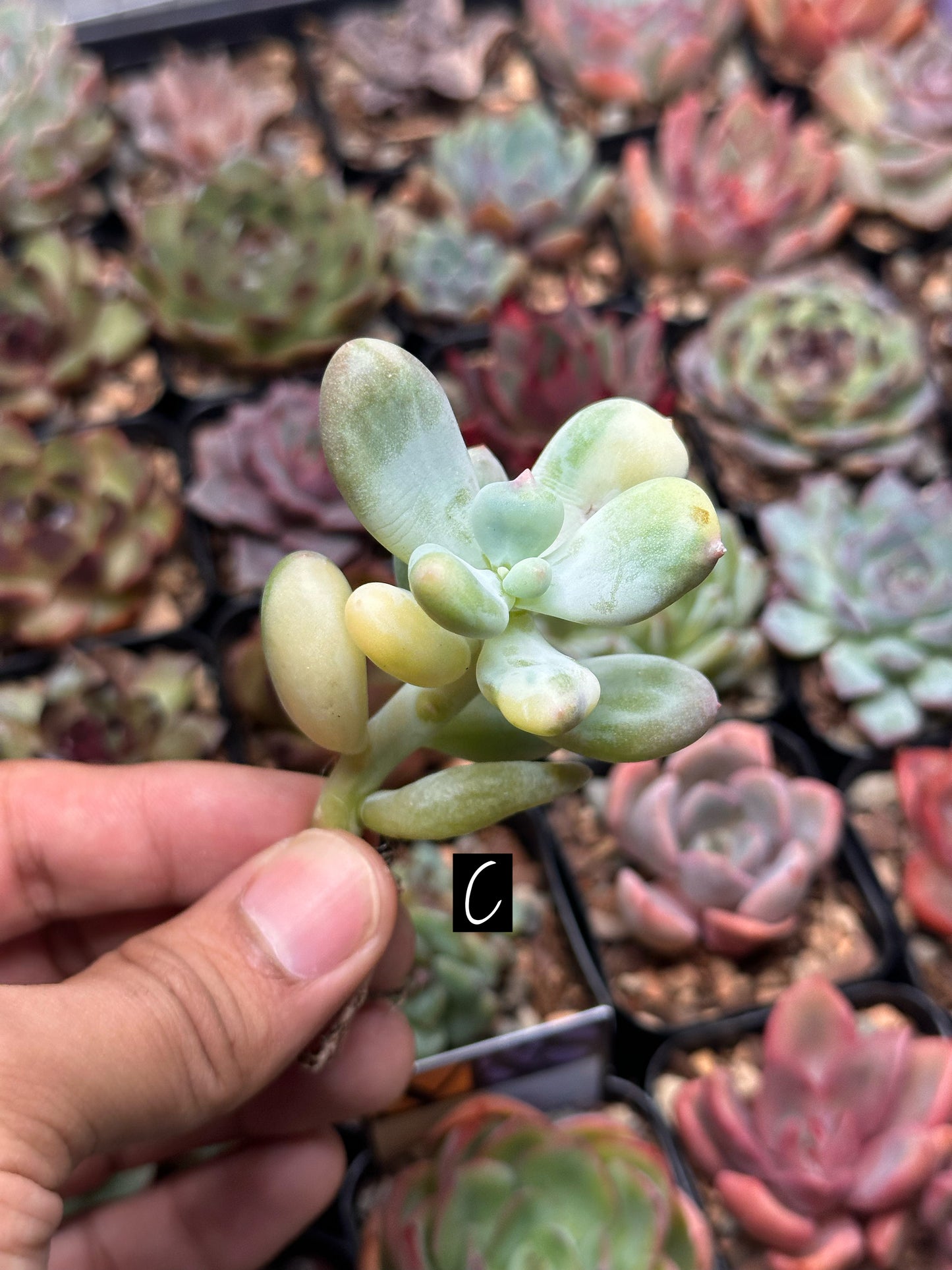 Pachyphytum oviferum f. var