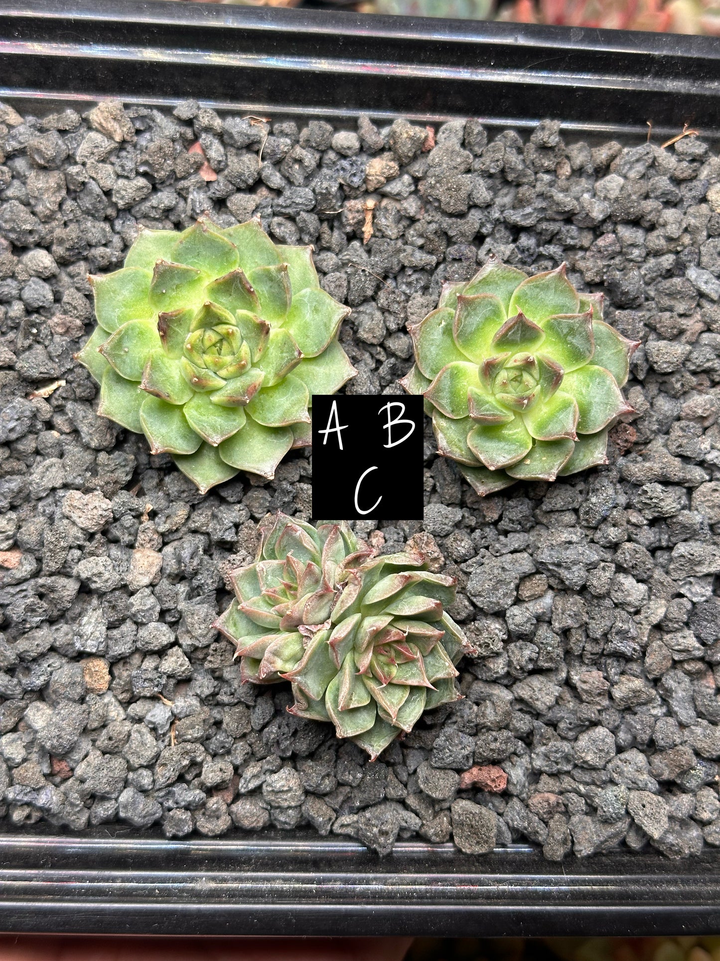 Echeveria 'Red Nova'