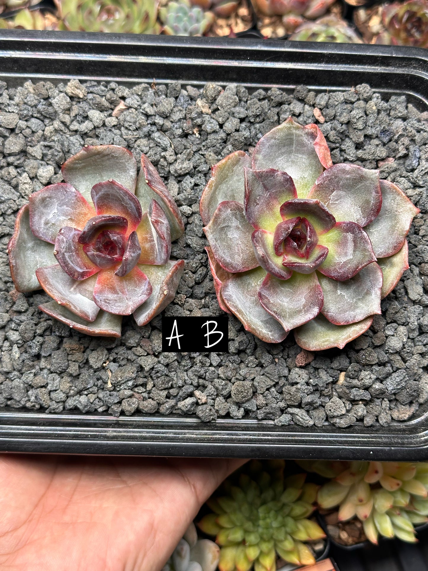 Echeveria 'Valentino'