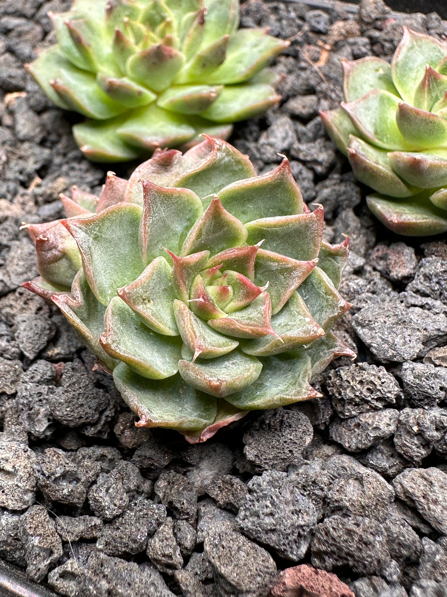 Echeveria 'Red Nova'