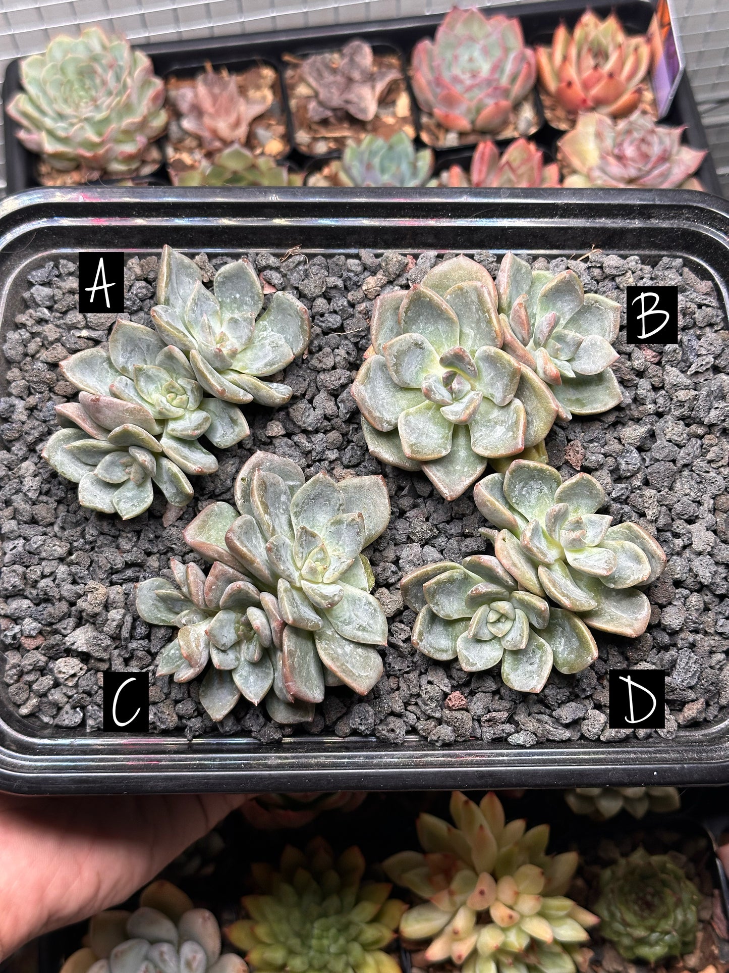 Echeveria 'Presto'