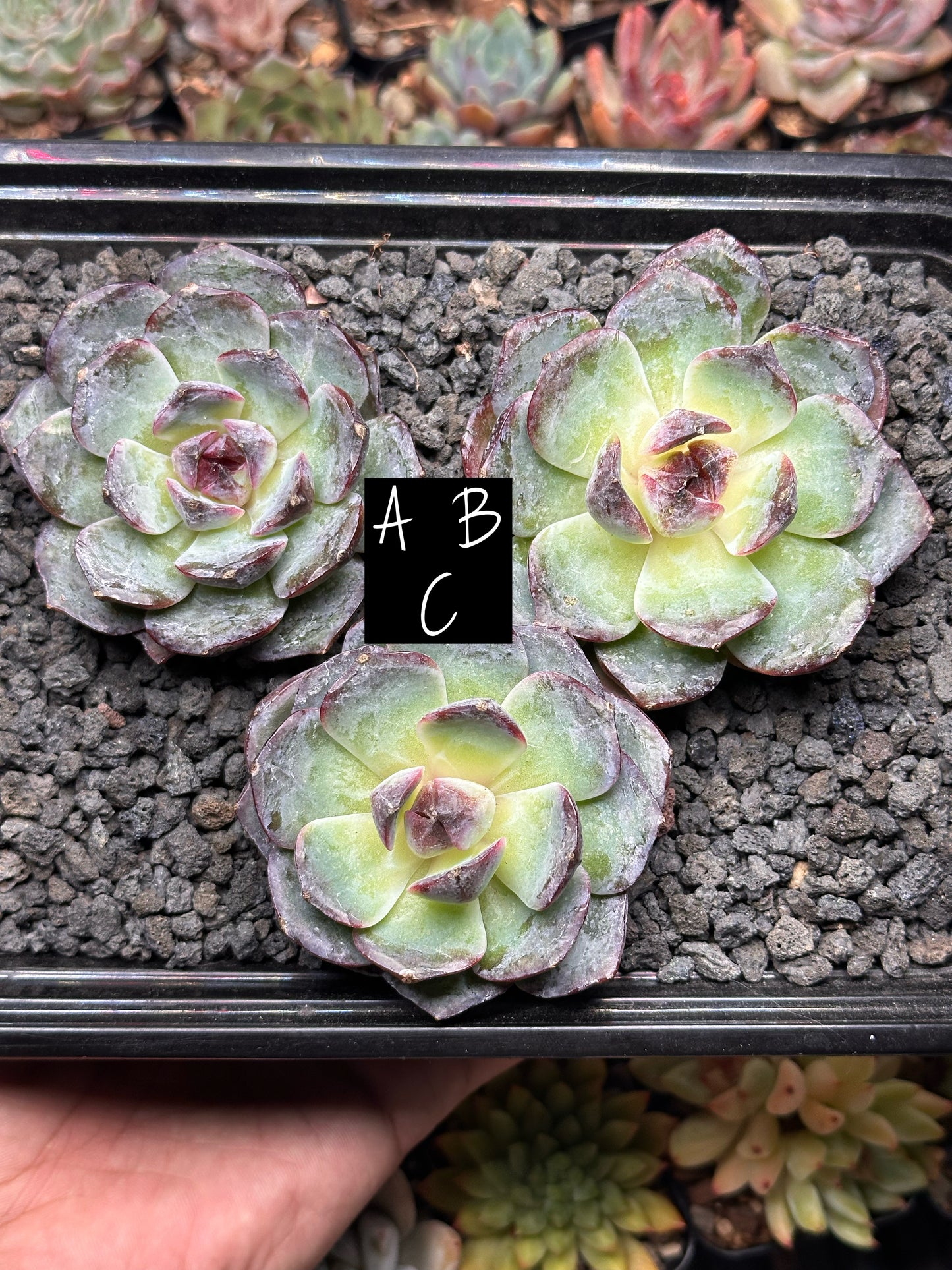 Echeveria 'Violet Pearl'