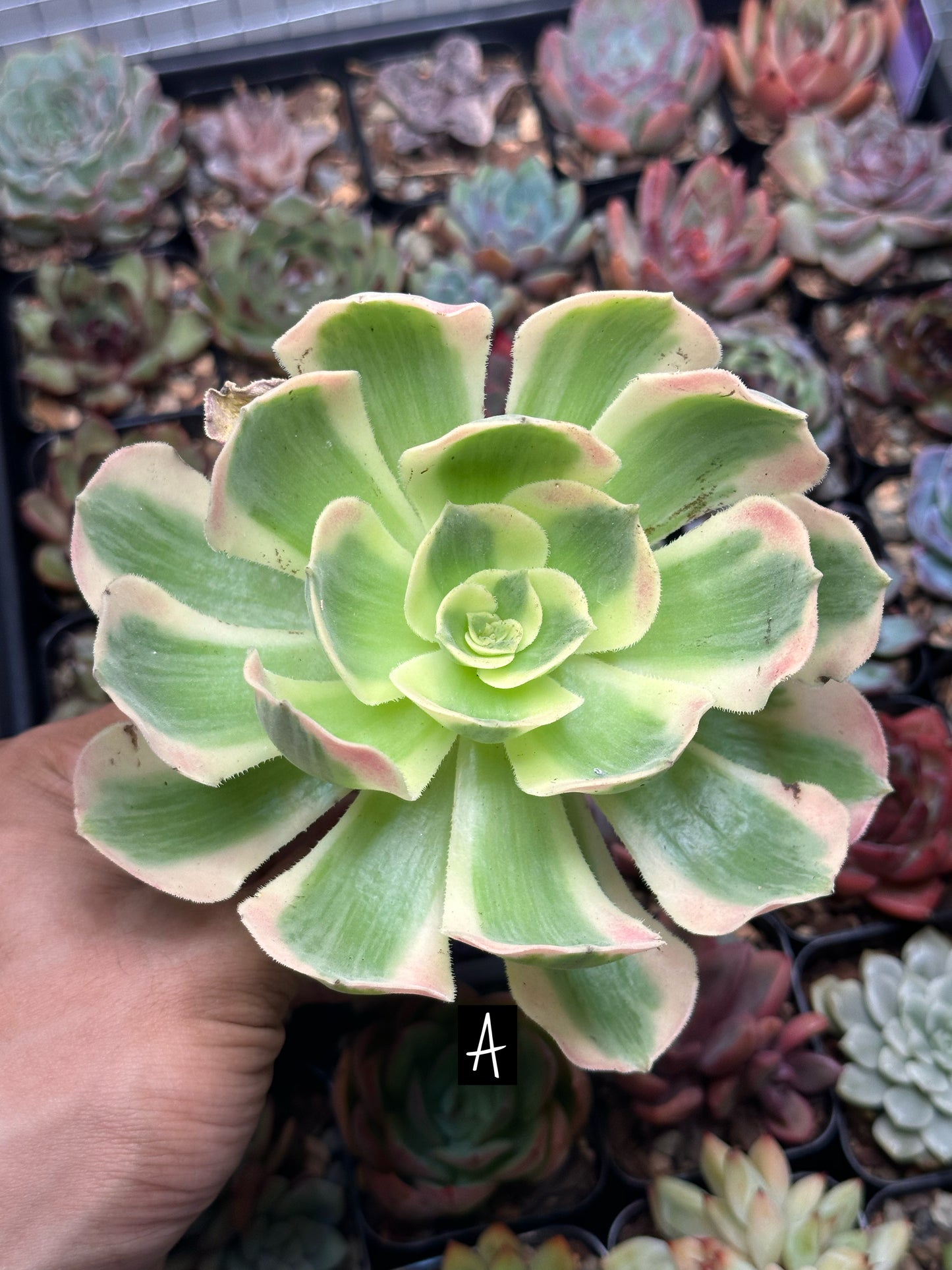 Aeonium 'Pink Witch'