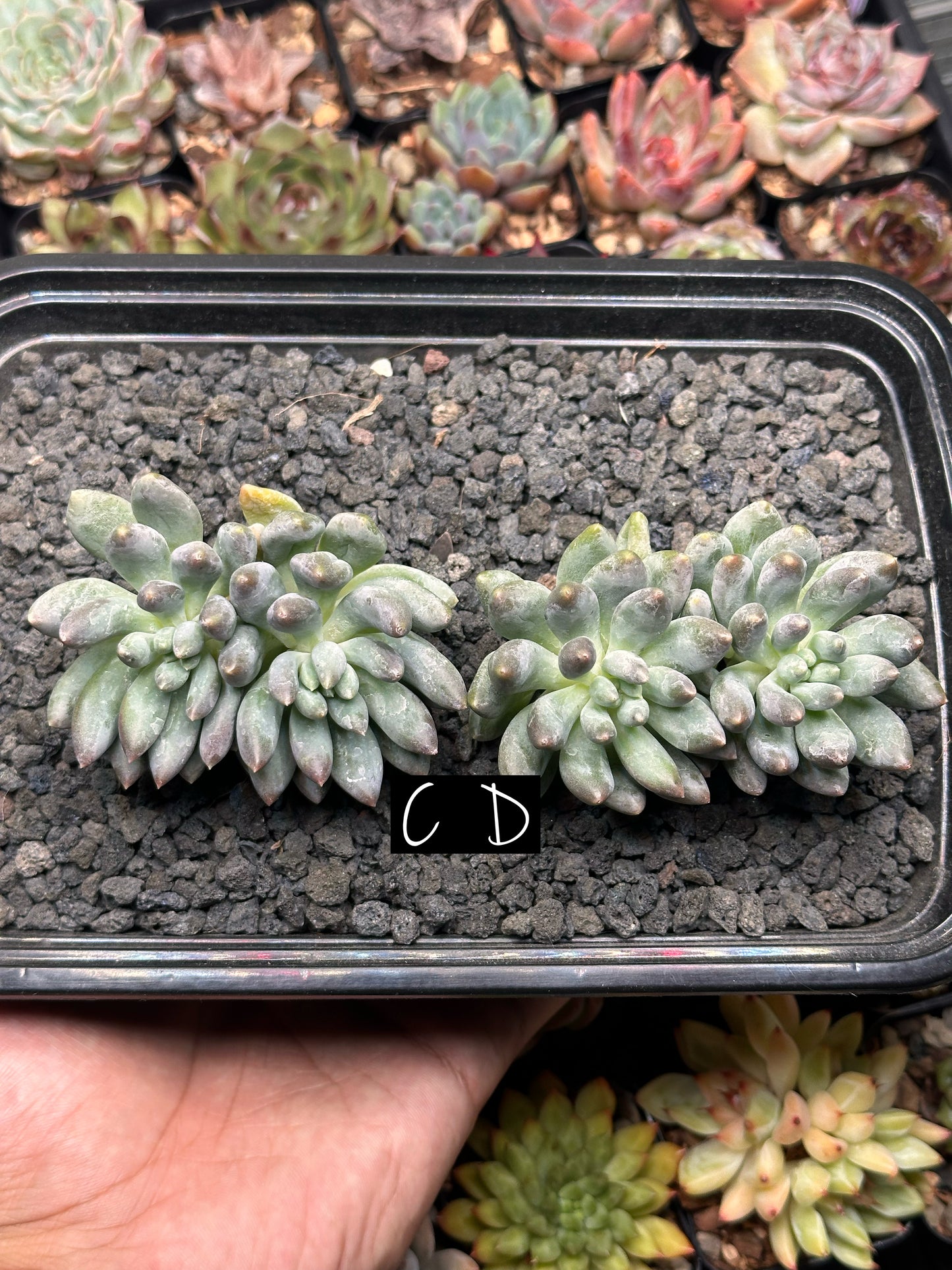 Pachyphytum 'Love Beauty'
