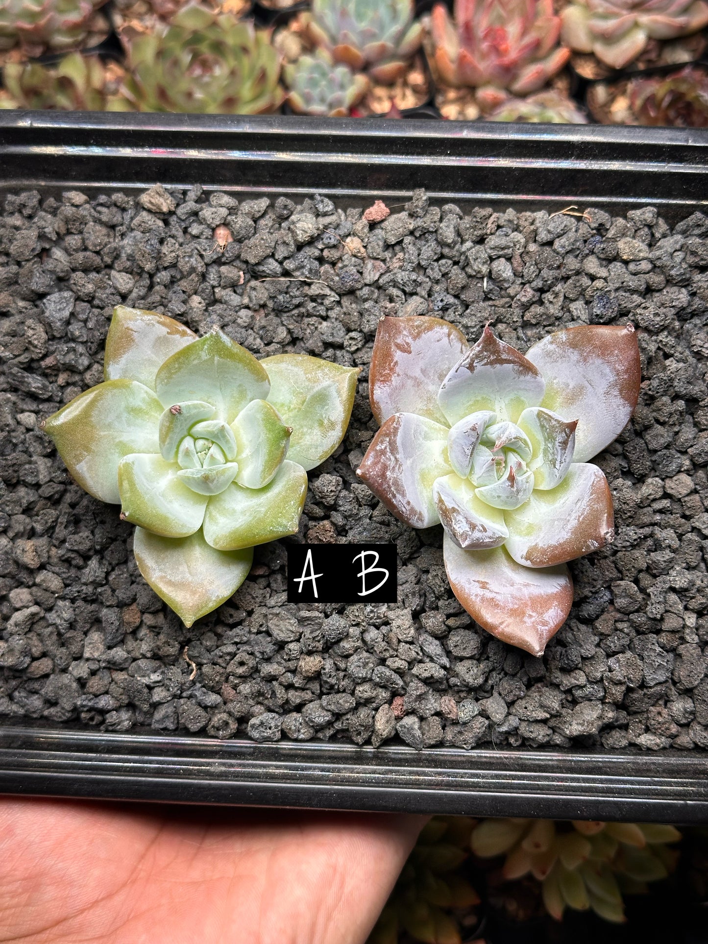 Echeveria 'White Dragon'