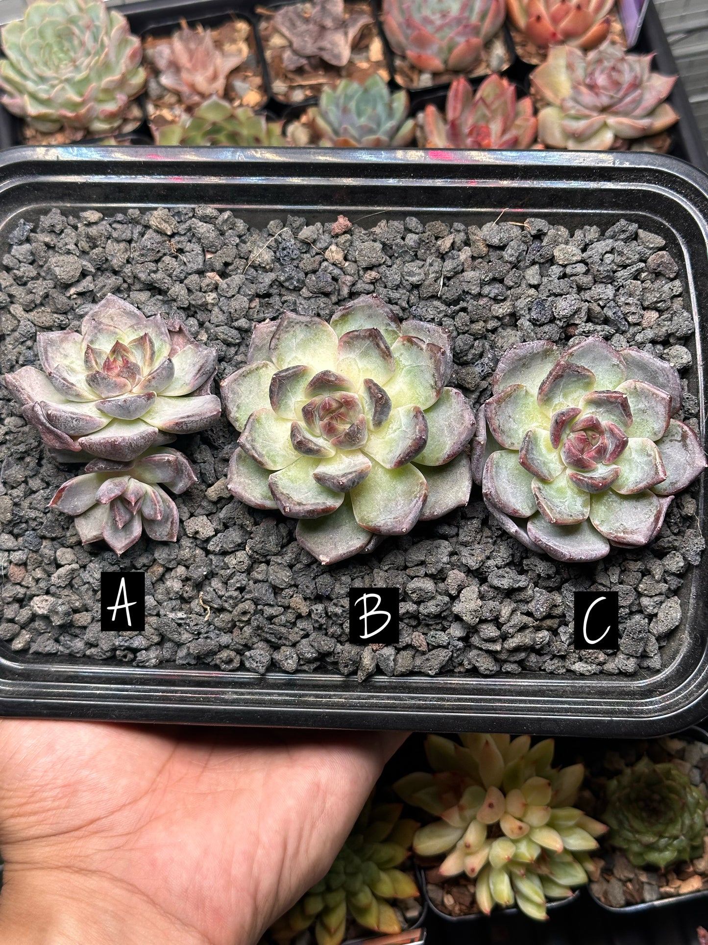 Echeveria 'Tungsten'