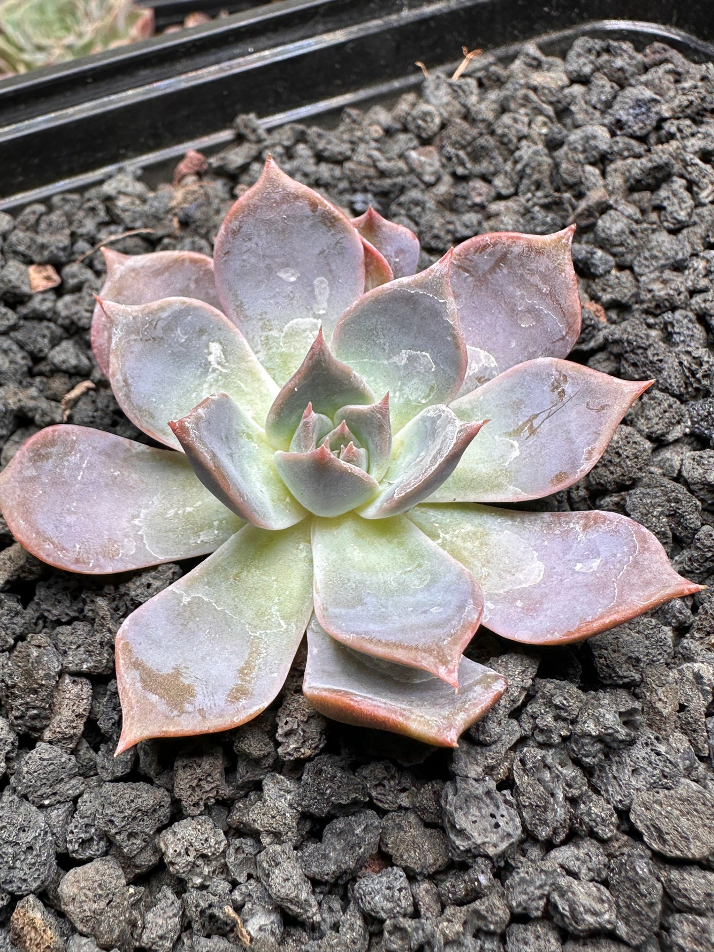 Echeveria 'La Fuma'