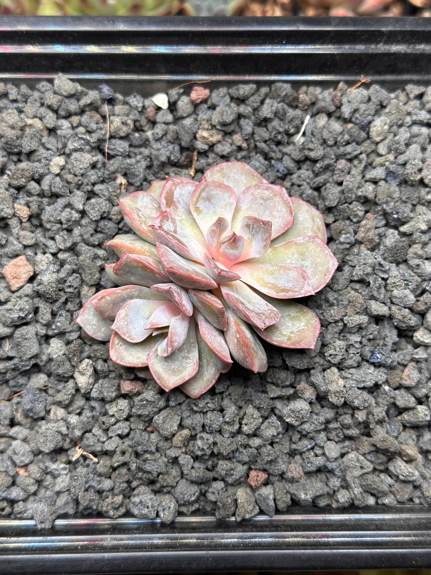 Echeveria ‘Pink Lily'