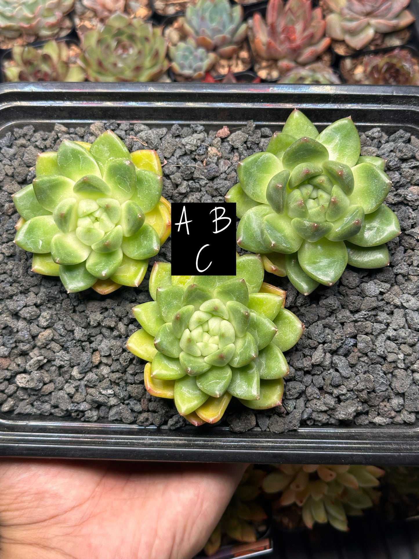 Echeveria 'Bubble Tea'