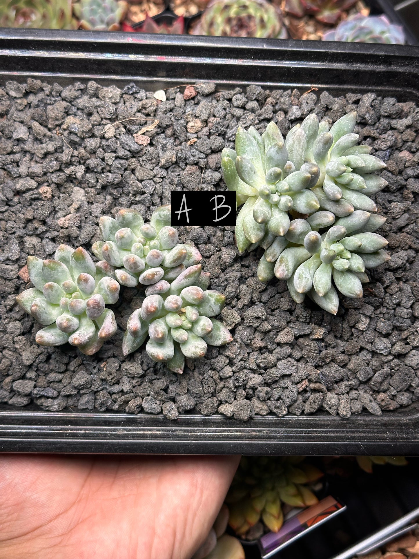 Pachyphytum 'Love Beauty'
