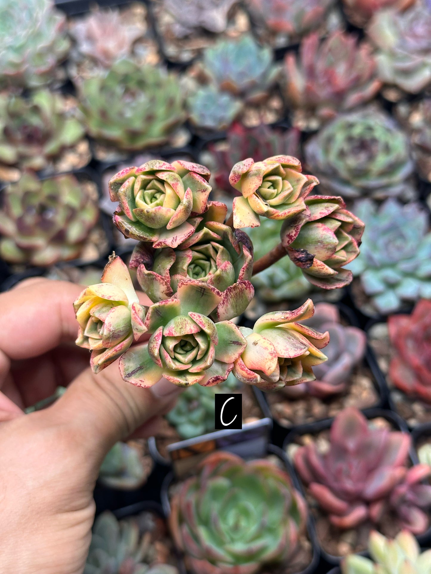 Aeonium 'Bronze Medal' f. var