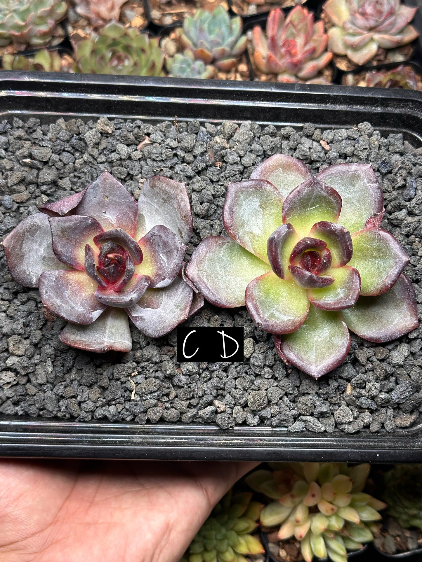 Echeveria 'Valentino'