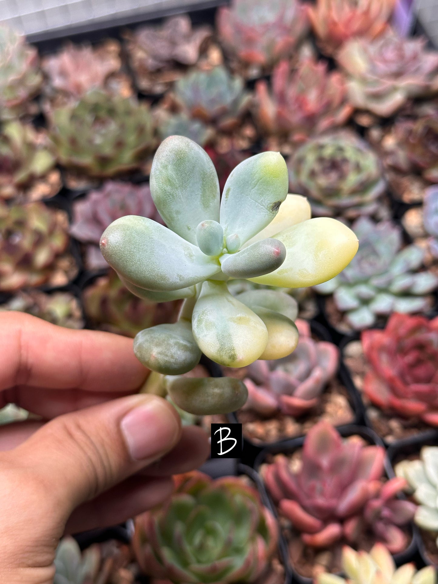 Pachyphytum oviferum f. var