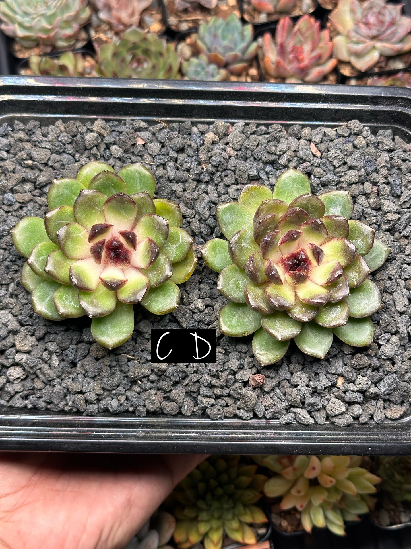 Echeveria 'Red Mars'