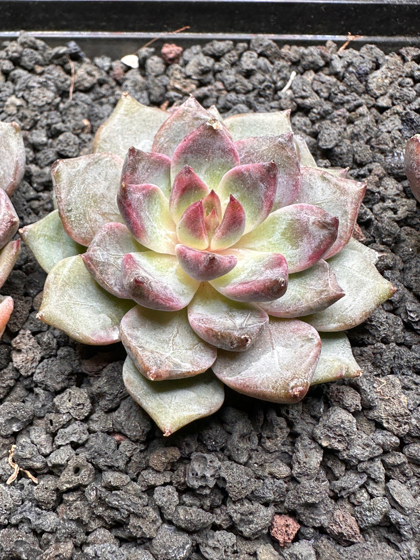 Echeveria 'Purple Ocean'