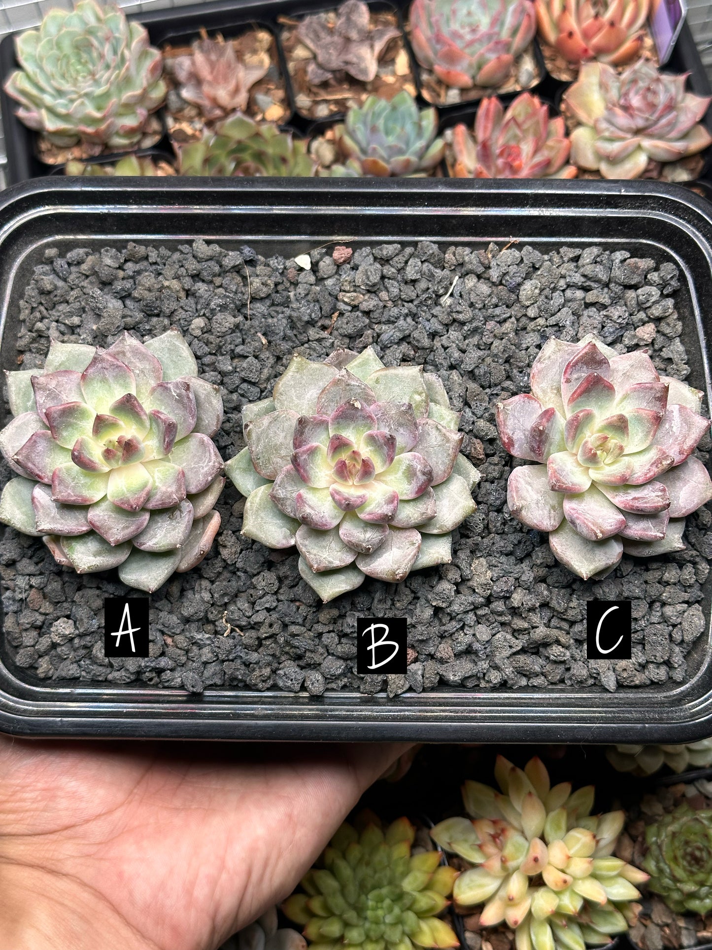 Echeveria 'Purple Ocean'