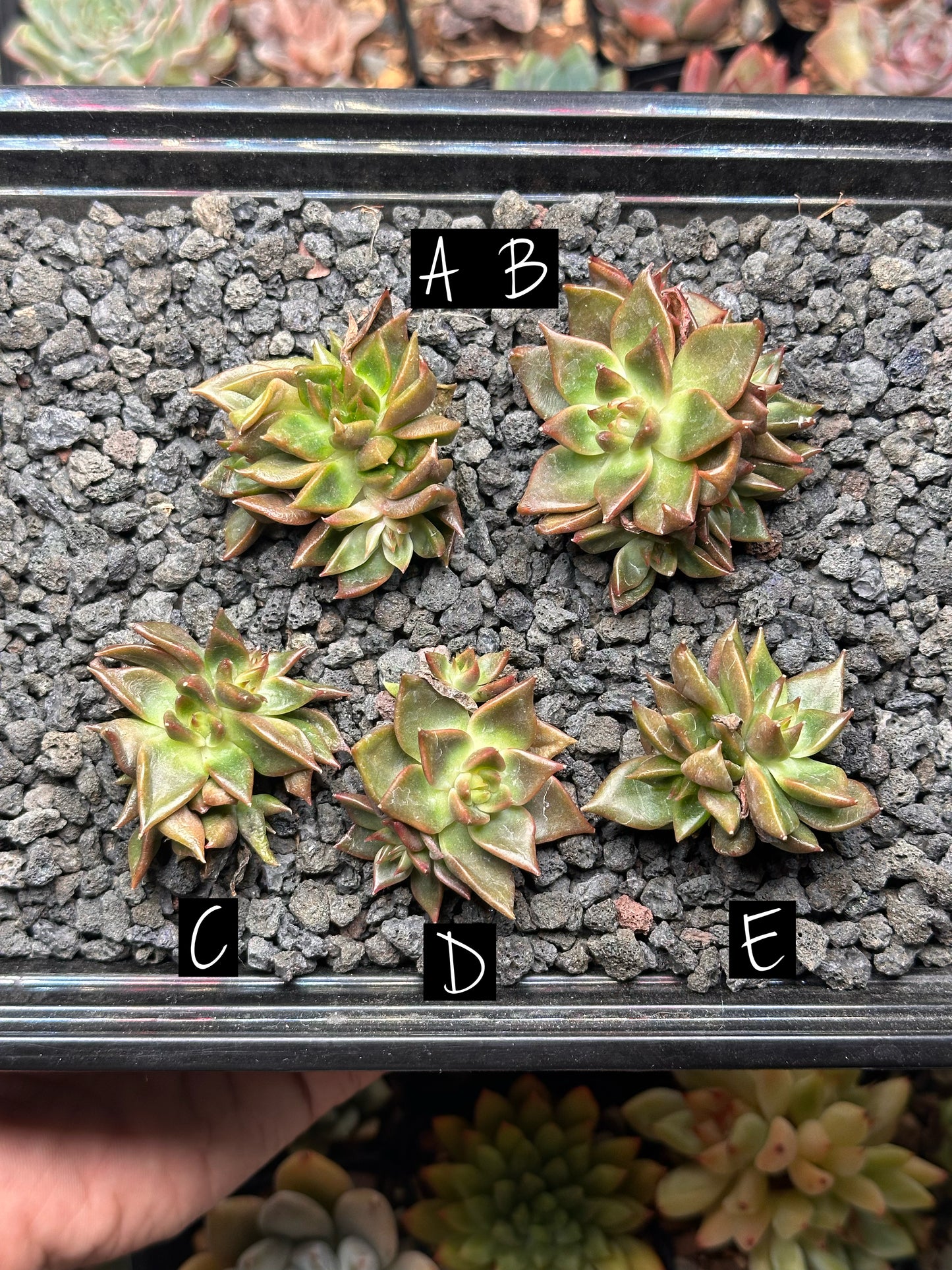 Echeveria 'Hedges'