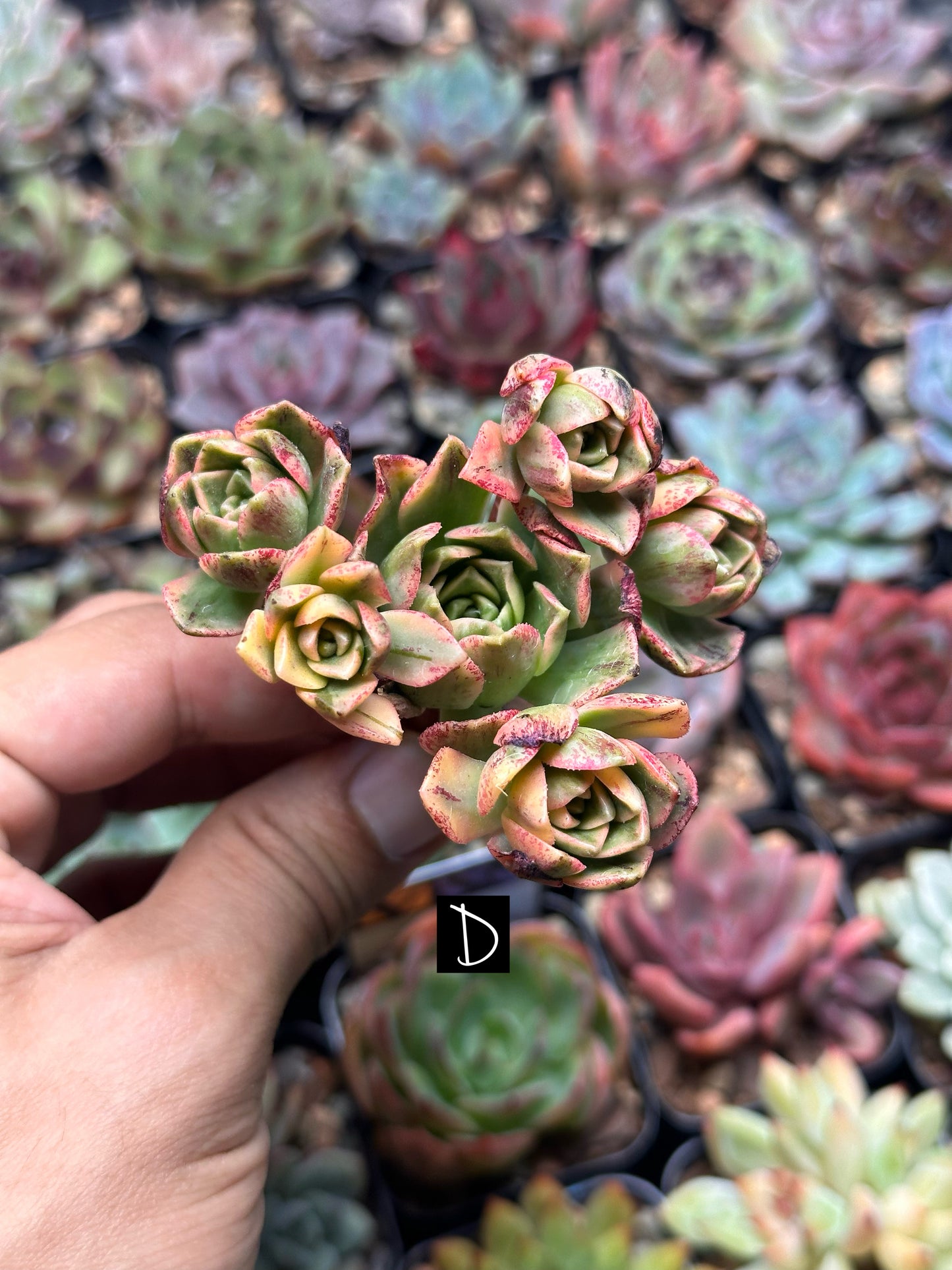 Aeonium 'Bronze Medal' f. var