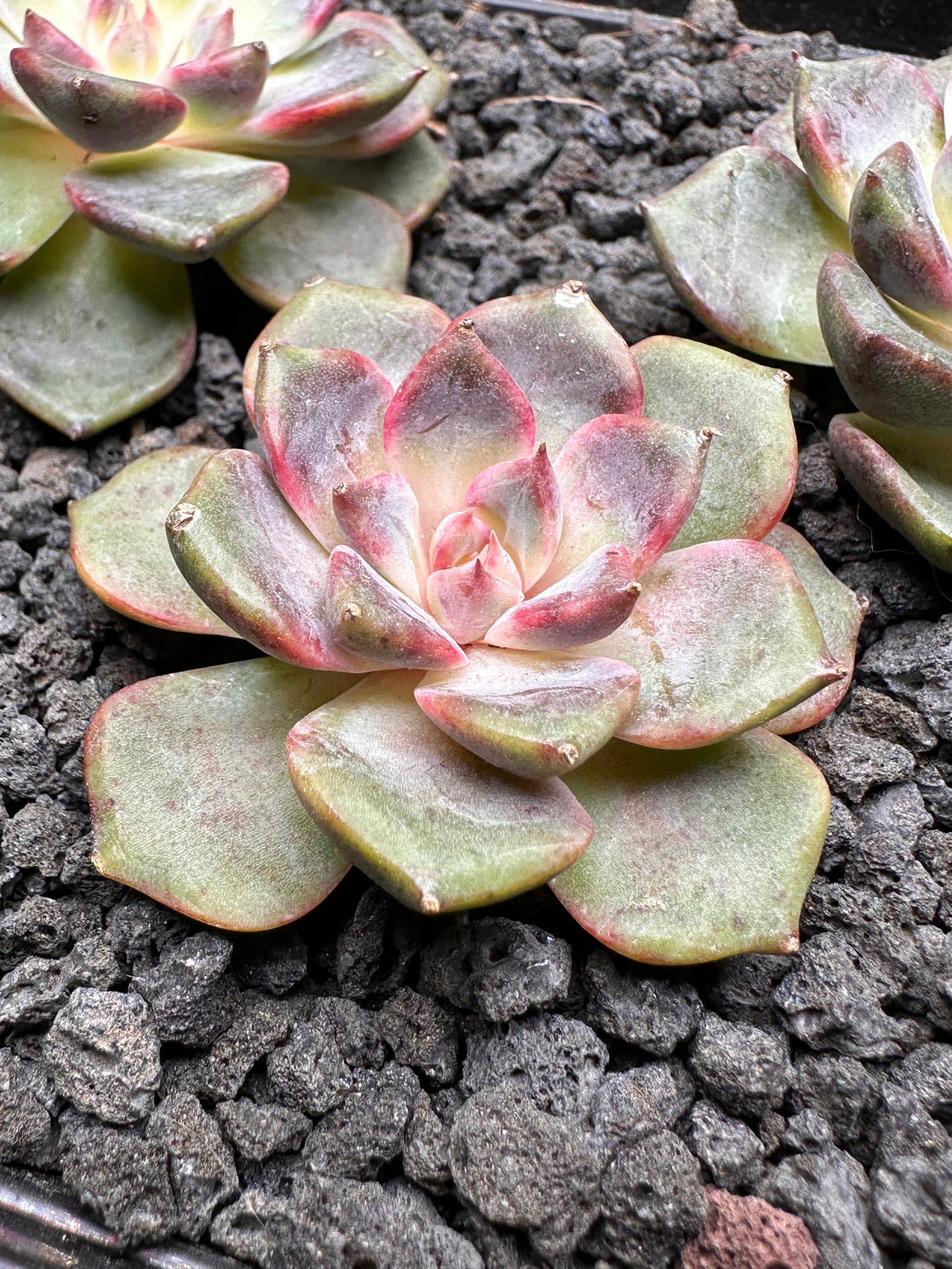 Echeveria 'Cindy'