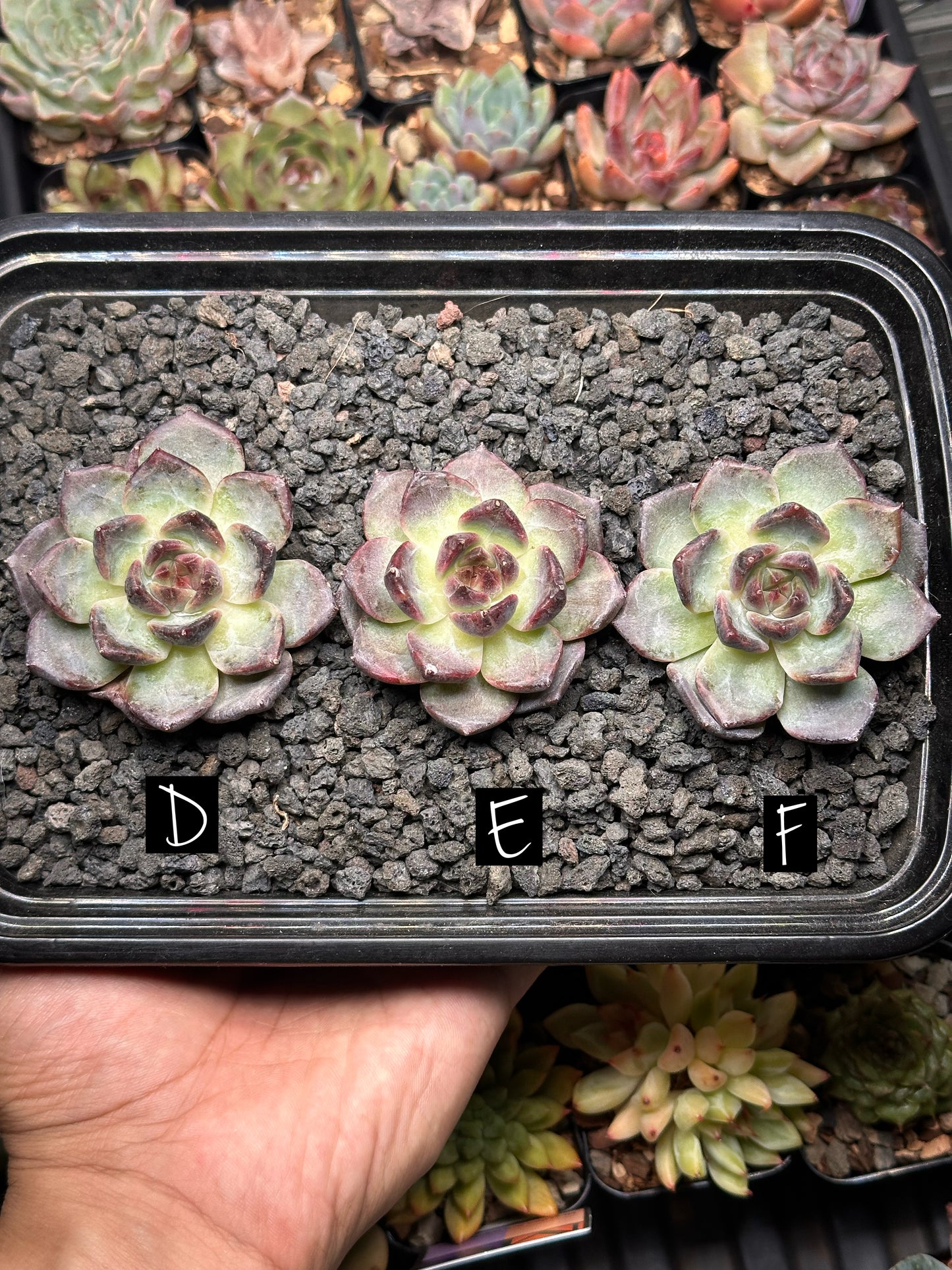 Echeveria 'Tungsten'