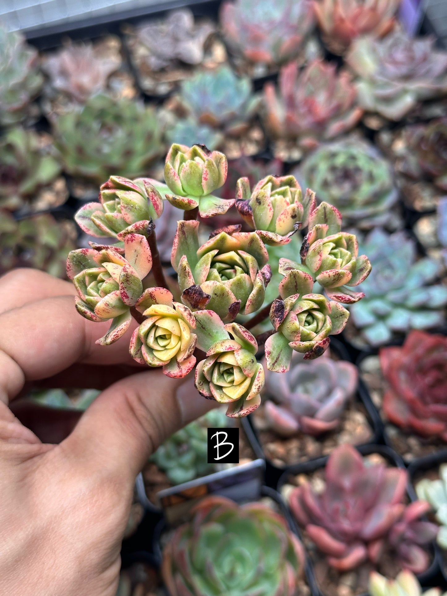 Aeonium 'Bronze Medal' f. var