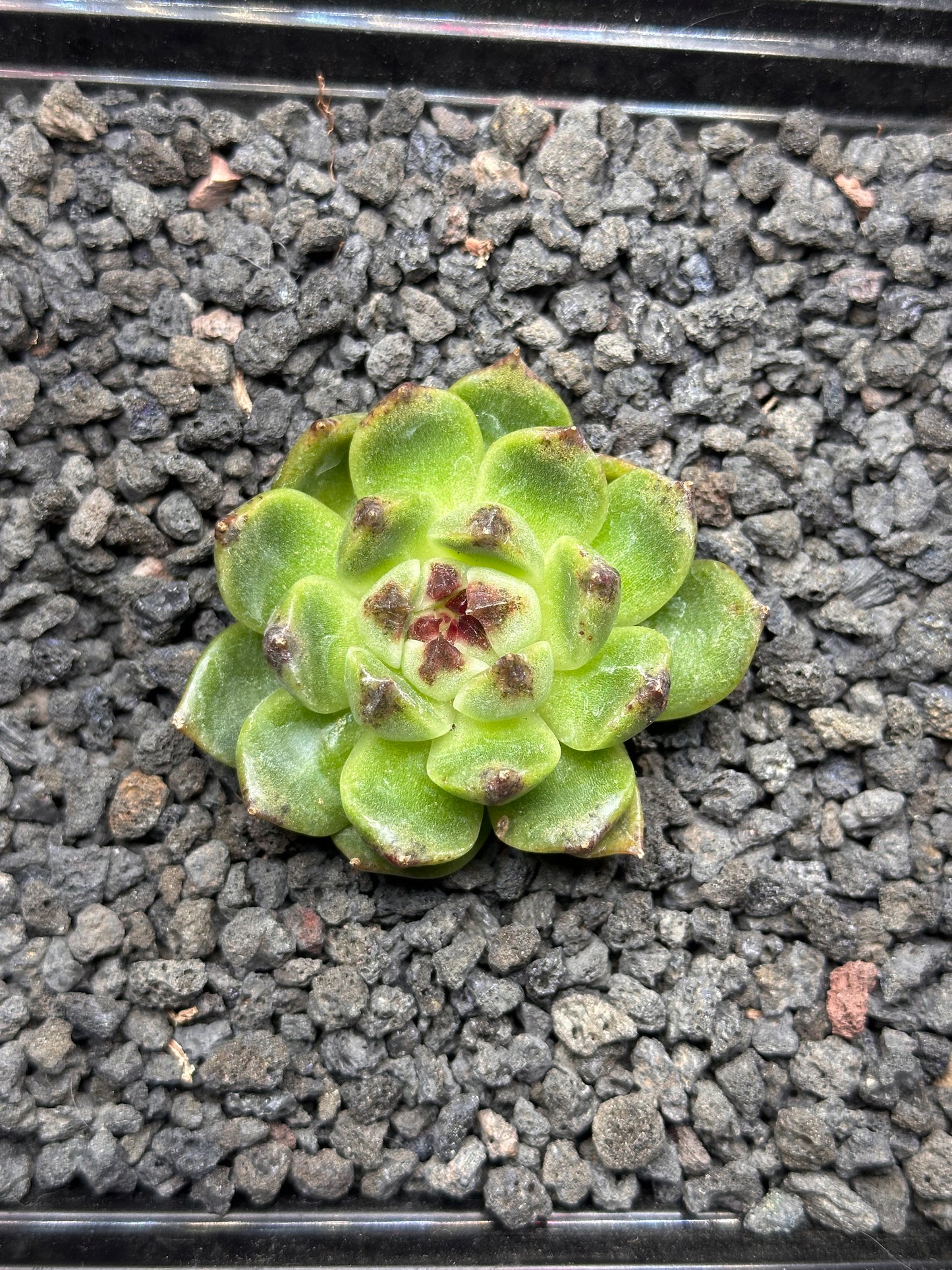 Echeveria 'Dragon Claw'