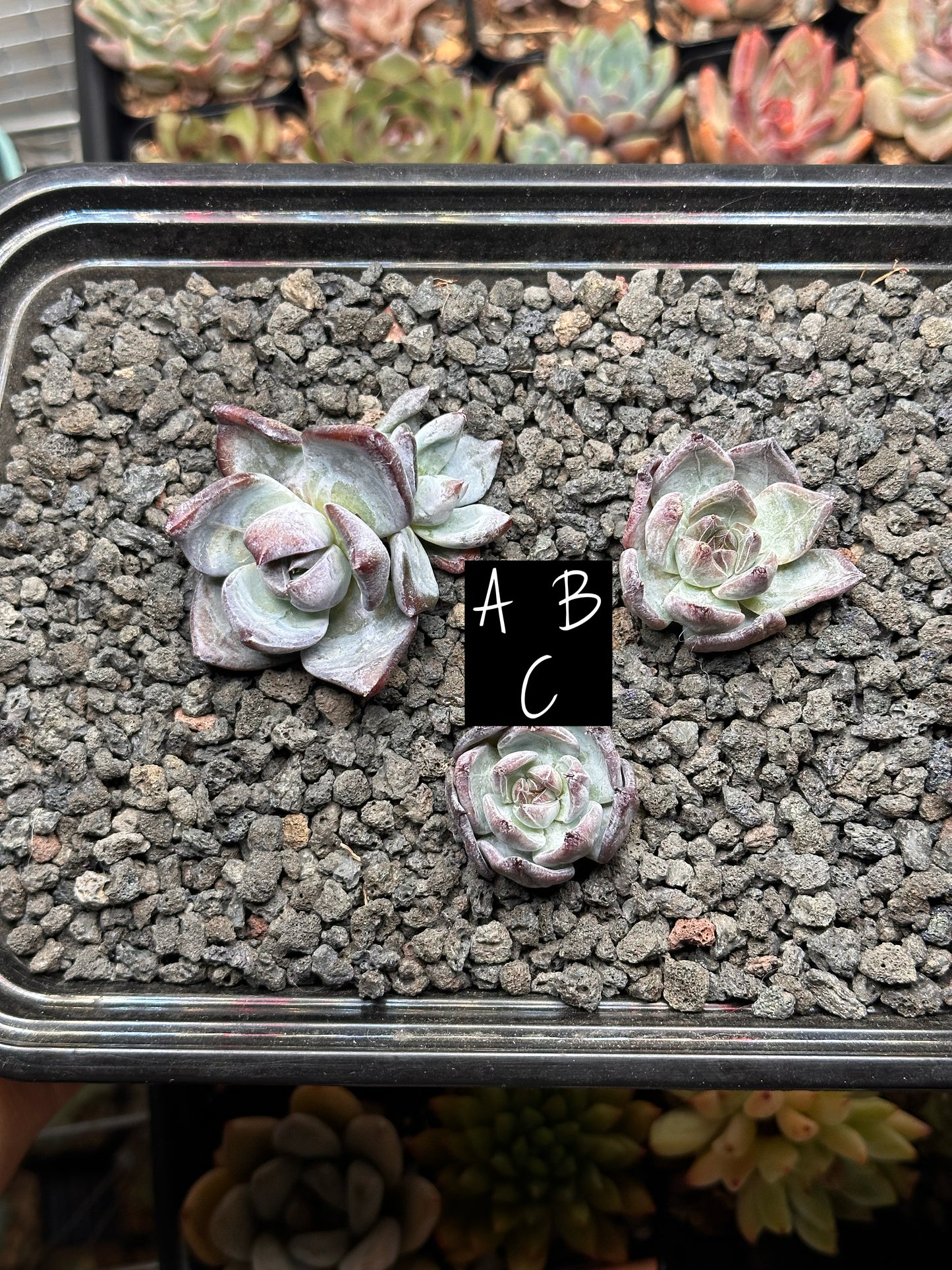 Echeveria 'Black Sabbath'