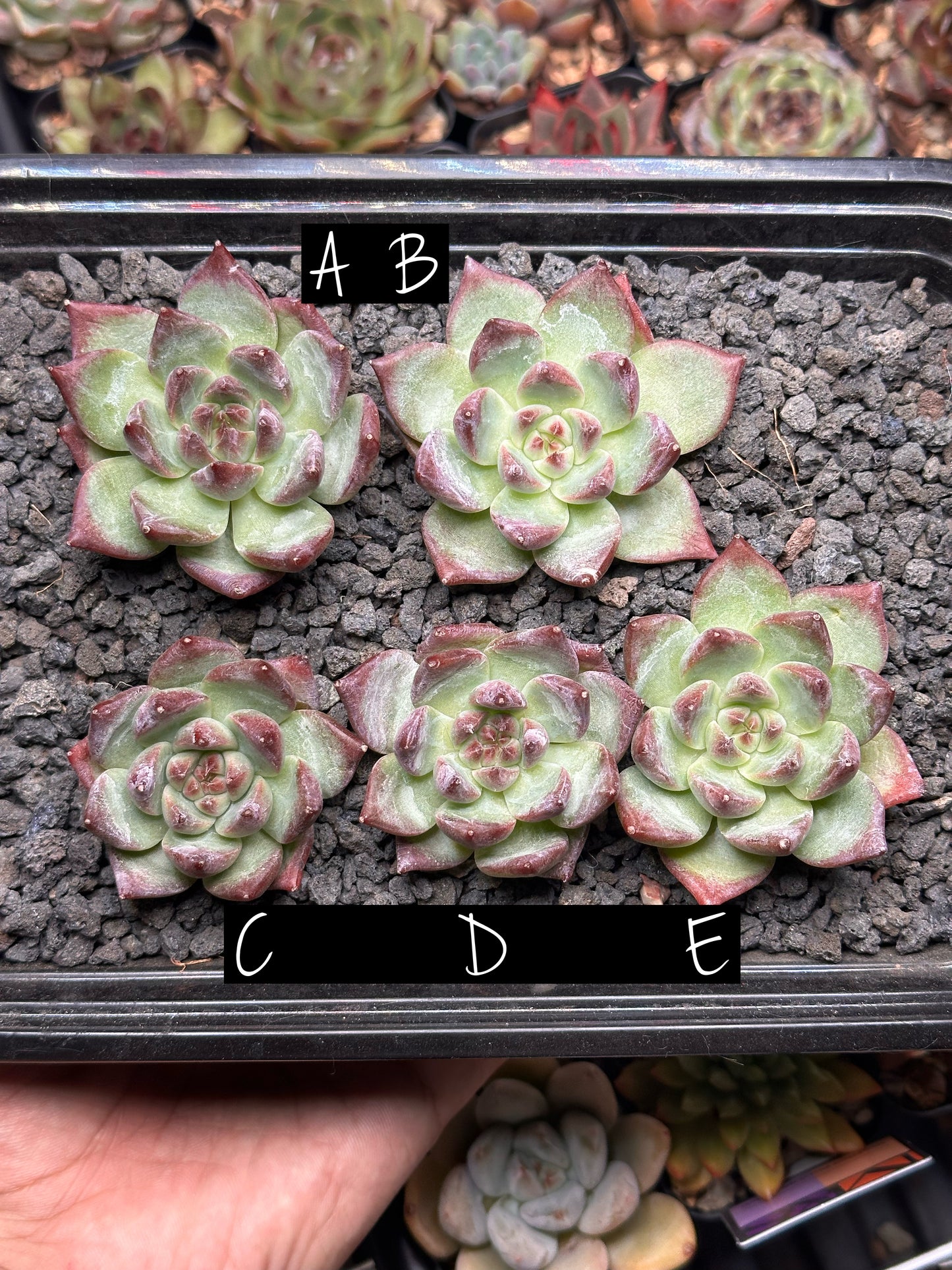 Echeveria ‘Marmot’