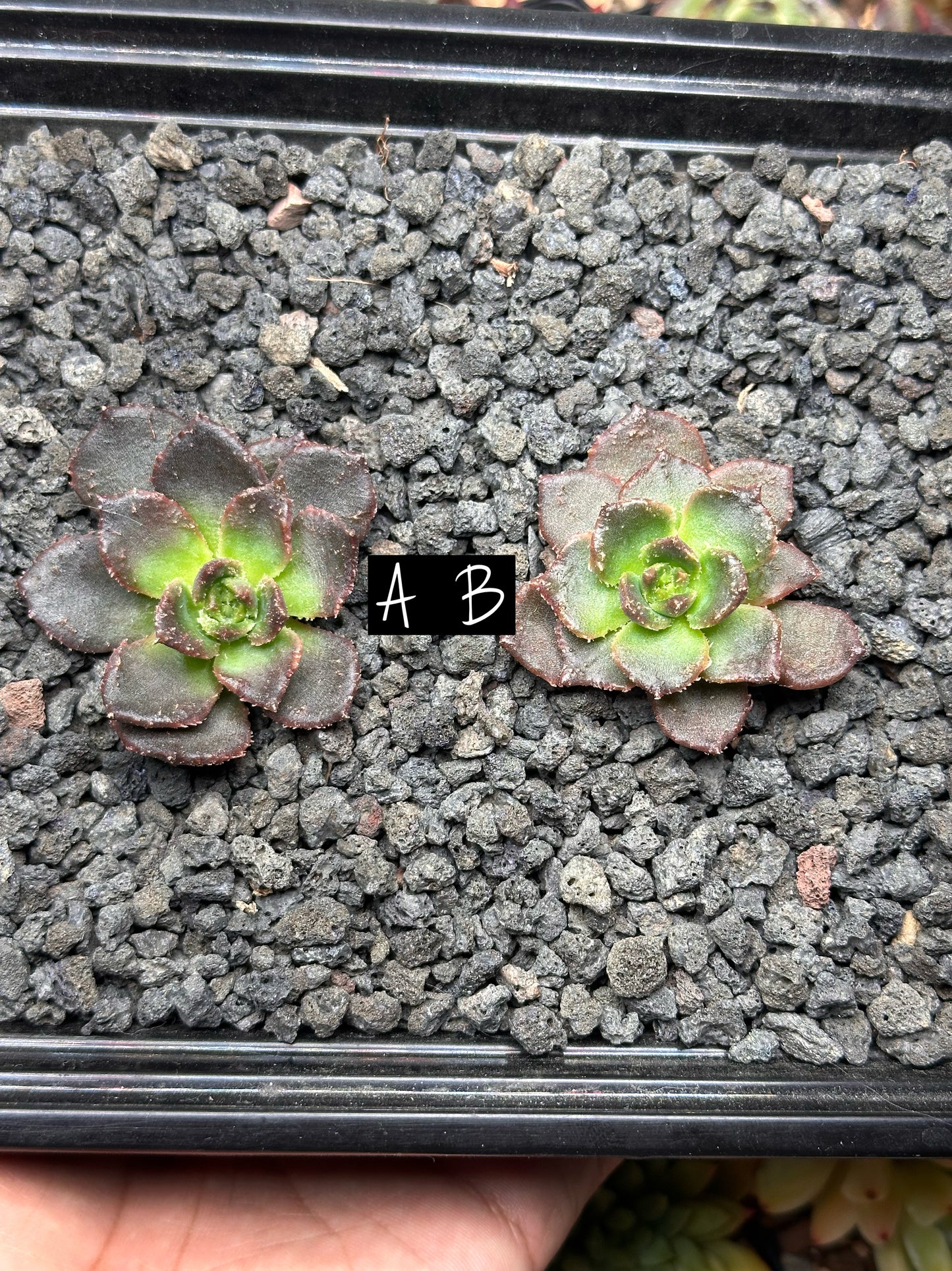 Echeveria 'Black Star' f. monstrosa