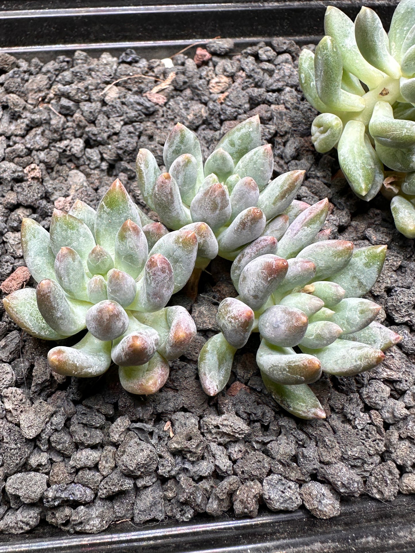 Pachyphytum 'Love Beauty'