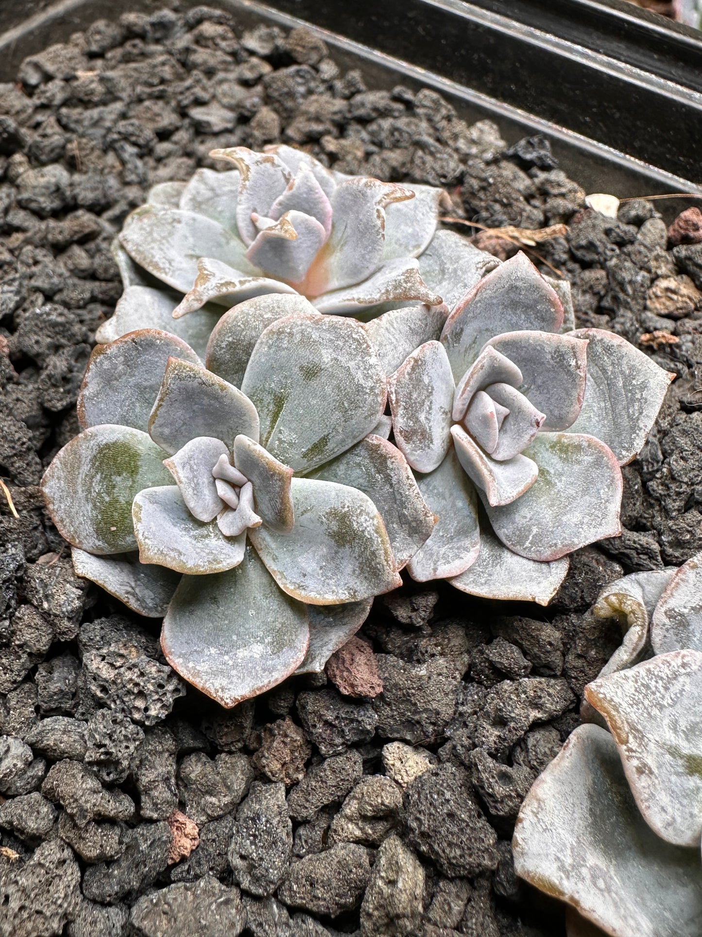 Echeveria ‘Crispy Bella'
