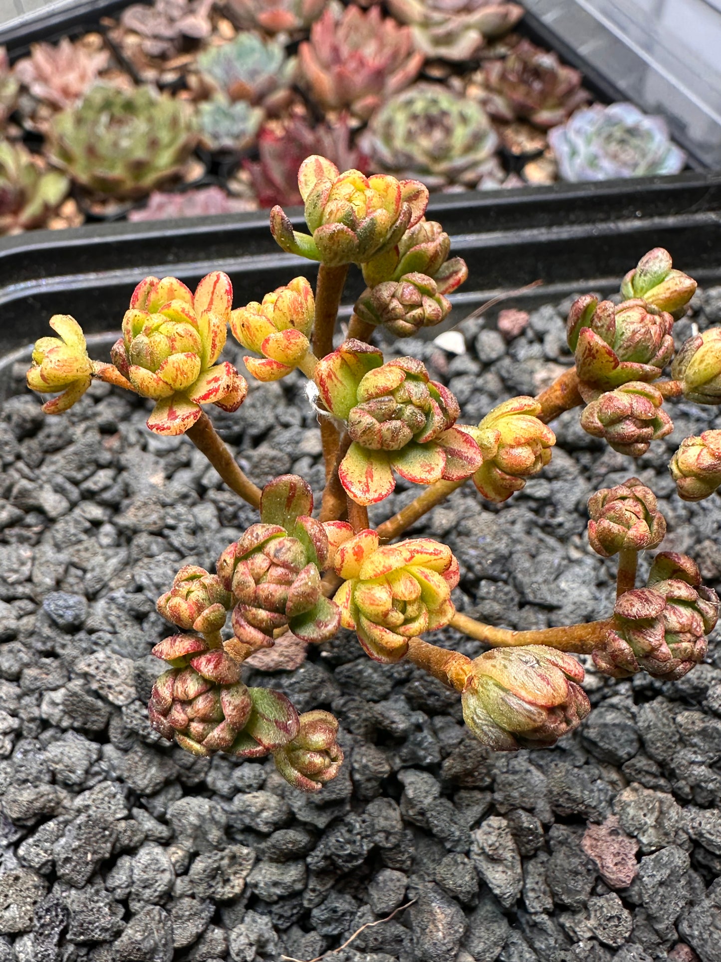 Aeonium arnoldii f. var