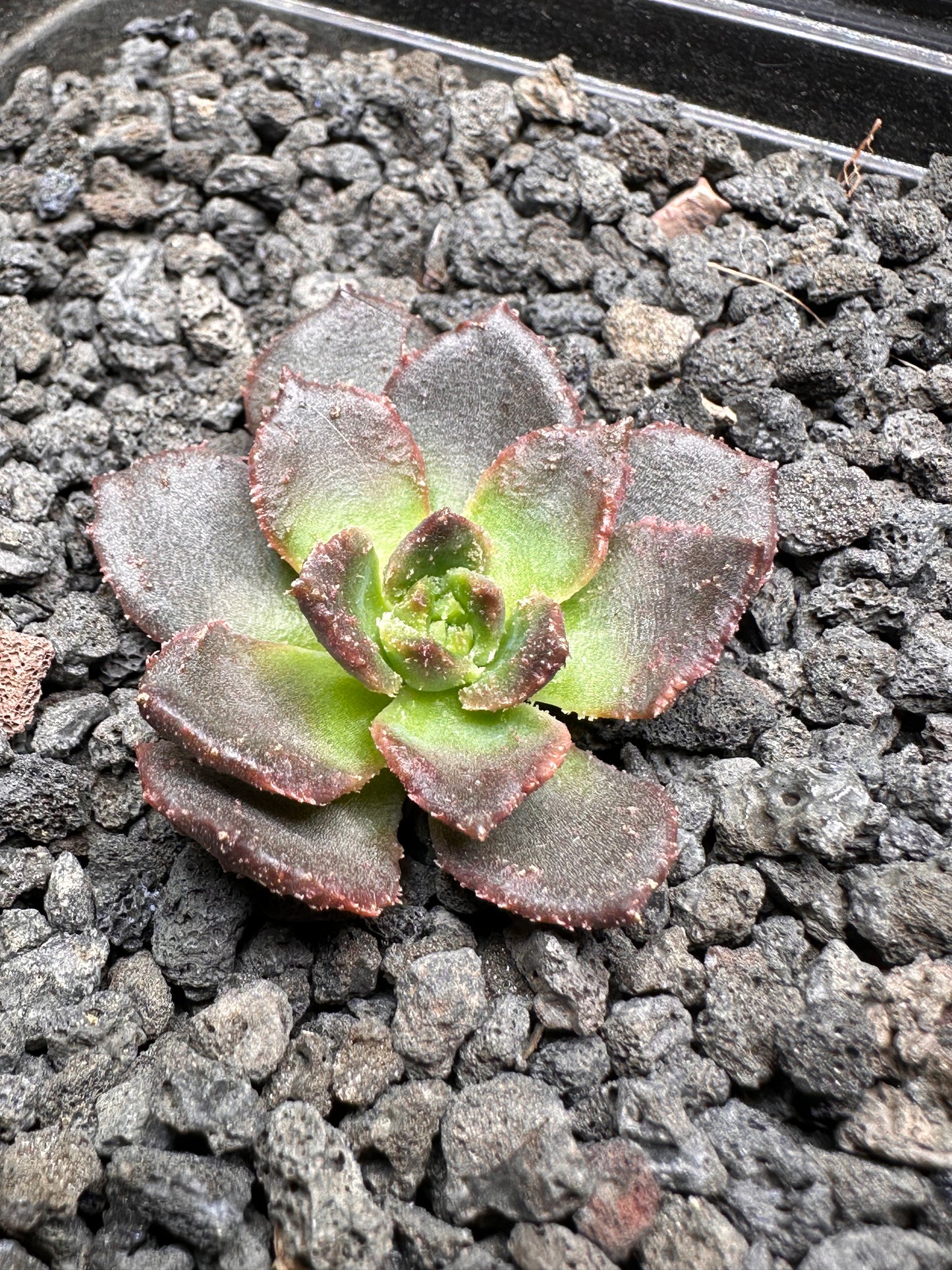Echeveria 'Black Star' f. monstrosa