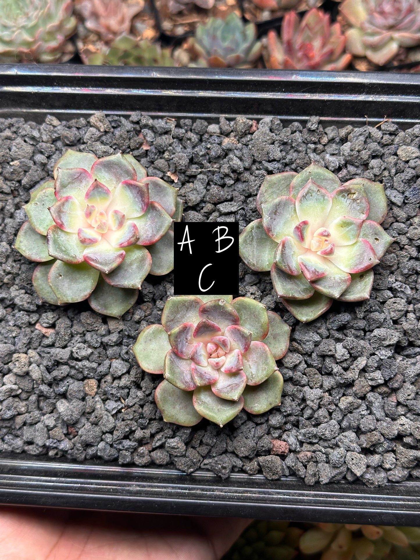 Echeveria 'Cindy'