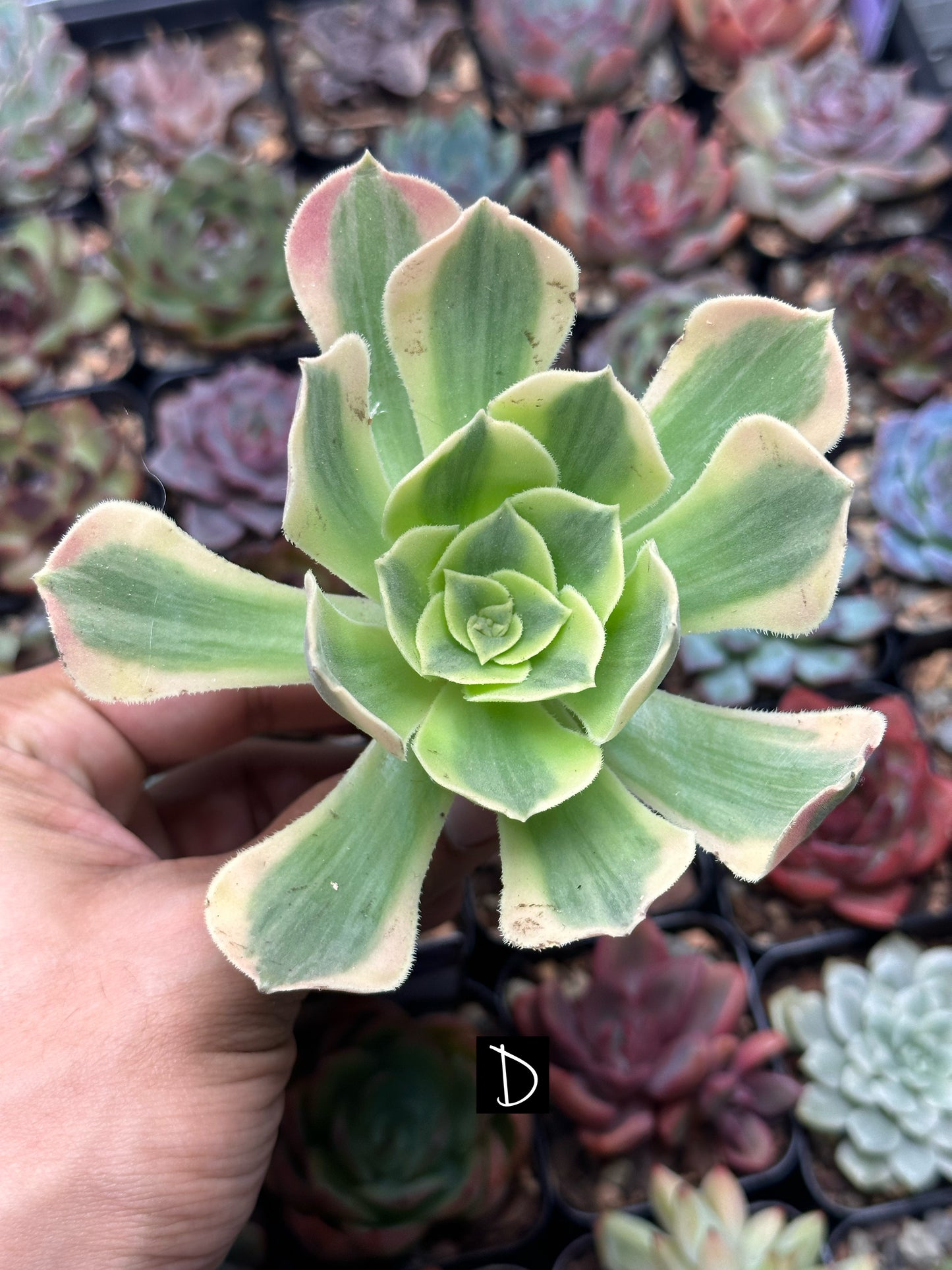 Aeonium 'Pink Witch'