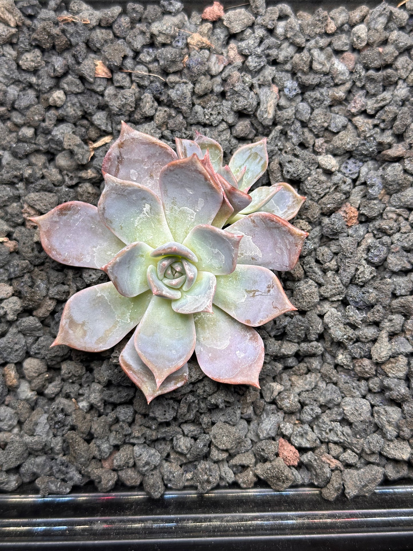 Echeveria 'La Fuma'