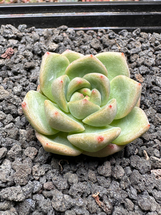 Echeveria 'Ice Dark Green'