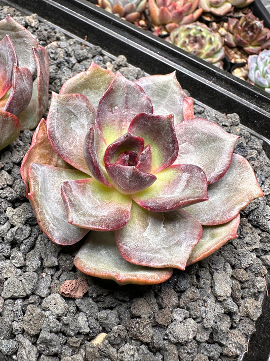Echeveria 'Valentino'