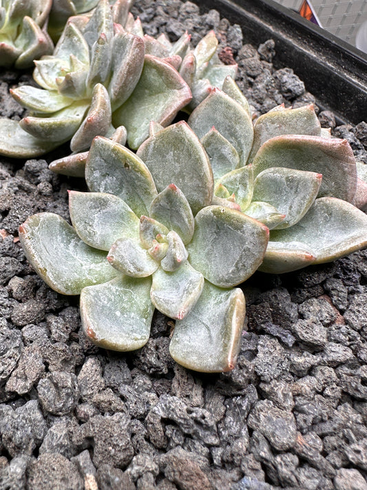 Echeveria 'Presto'