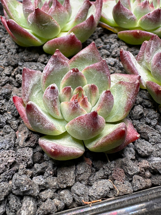 Echeveria ‘Marmot’