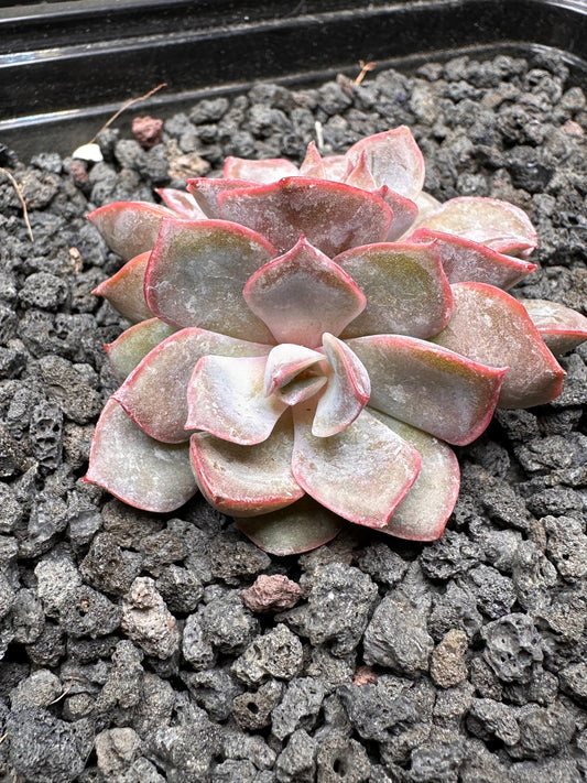 Echeveria ‘Pink Lily'