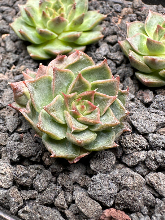 Echeveria 'Red Nova'