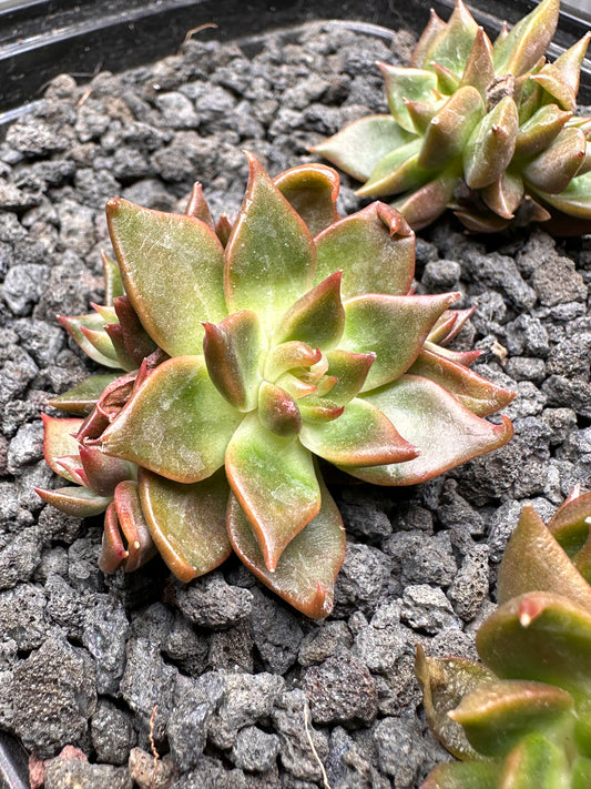Echeveria 'Hedges'